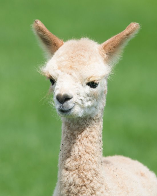 Een jonge lichtbruine alpaca met witte vacht op het hoofd en lange oren.