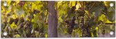 WallClassics - Tuinposter – Groene en Paarse Trossen Druiven - 60x20 cm Foto op Tuinposter  (wanddecoratie voor buiten en binnen)