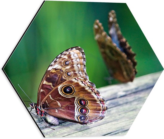 WallClassics - Dibond Hexagon - Bruine Vlinders op een Houte Balk - 40x34.8 cm Foto op Hexagon (Met Ophangsysteem)