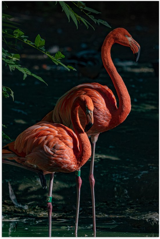 WallClassics - Poster Glanzend – Twee Flamingos in de Schaduw - 60x90 cm Foto op Posterpapier met Glanzende Afwerking