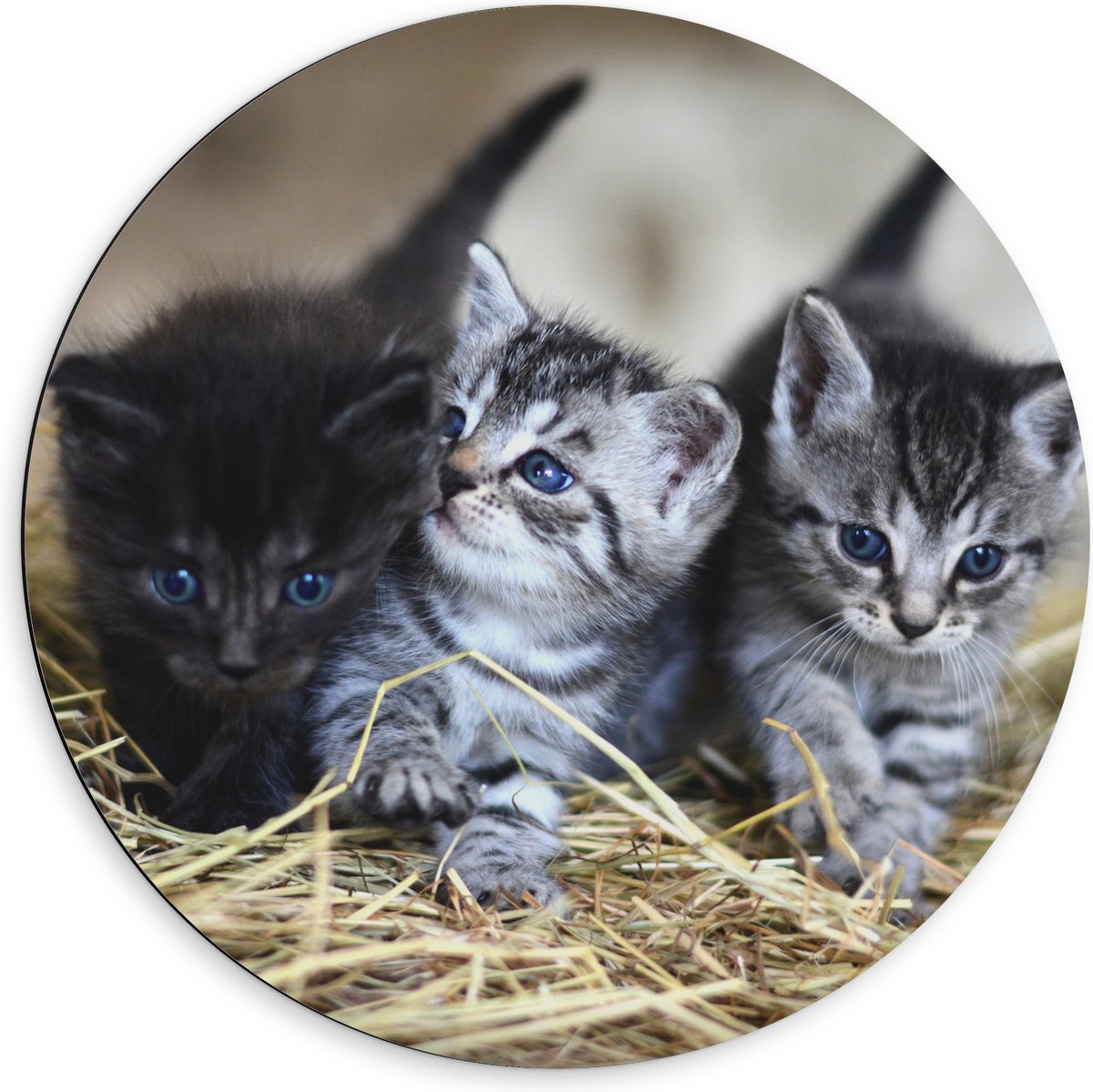 Dibond Muurcirkel - Drie Schattige Baby Poesjes - 60x60 cm Foto op Aluminium Muurcirkel (met ophangsysteem)