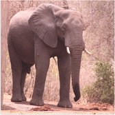 WallClassics - Poster Glossy - Éléphant avec trompe mouillée - 50x50 cm Photo sur Papier Poster avec Finition Brillante