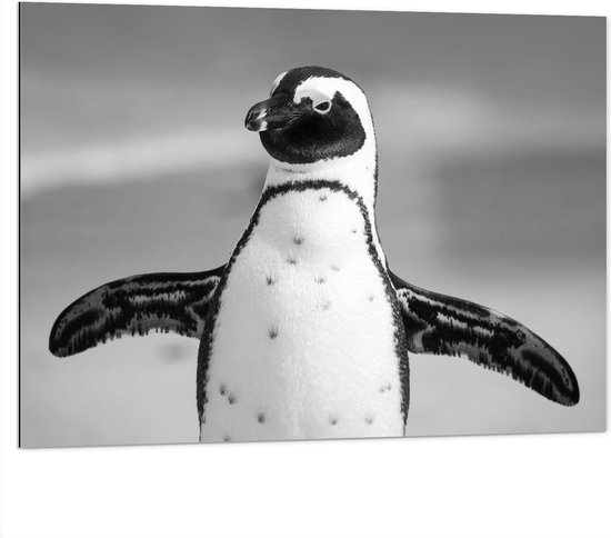 WallClassics - Dibond - Vrolijke Pinguïn Zwart / Wit - 100x75 cm Foto op Aluminium (Met Ophangsysteem)