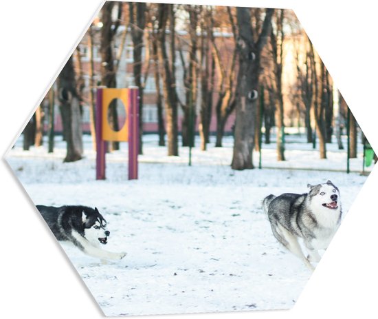 WallClassics - PVC Schuimplaat Hexagon  - Siberische Husky Spelend in de Sneeuw - 60x52.2 cm Foto op Hexagon (Met Ophangsysteem)
