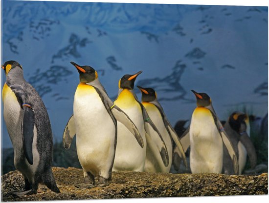 WallClassics - Acrylglas - Keizer Pinguïns op een Rijtje - 100x75 cm Foto op Acrylglas (Wanddecoratie op Acrylaat)
