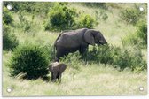 WallClassics - Tuinposter – Moeder en Baby Olifant - 60x40 cm Foto op Tuinposter  (wanddecoratie voor buiten en binnen)