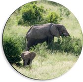WallClassics - Dibond Muurcirkel - Moeder en Baby Olifant - 40x40 cm Foto op Aluminium Muurcirkel (met ophangsysteem)