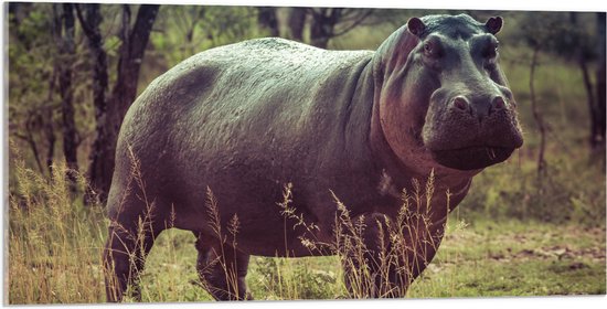WallClassics - Acrylglas - Nijlpaard in het Gras - 100x50 cm Foto op Acrylglas (Met Ophangsysteem)