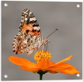 WallClassics - Tuinposter – Vlinder op Oranje Bloem - 50x50 cm Foto op Tuinposter  (wanddecoratie voor buiten en binnen)