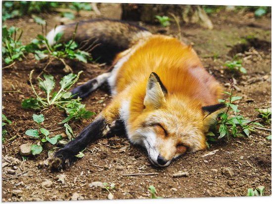 WallClassics - Drapeau - Renard Endormi - 80x60 cm Photo sur Drapeau Polyester