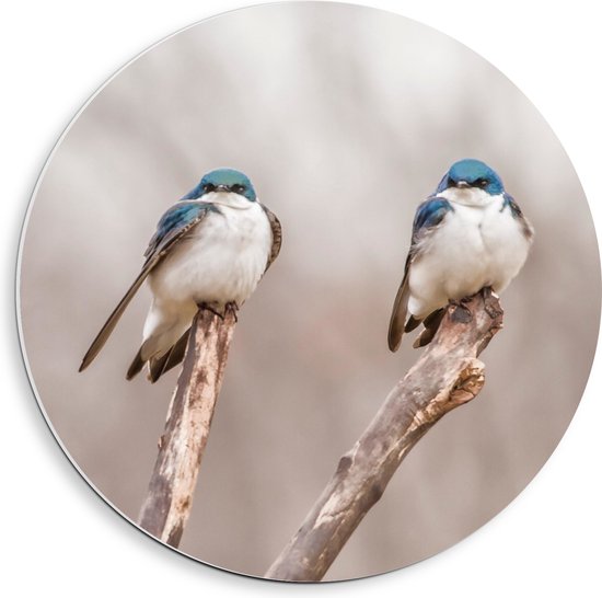 WallClassics - PVC Schuimplaat Muurcirkel - Twee Blauw Witte Vogels in de Natuur - 40x40 cm Foto op Muurcirkel (met ophangsysteem)