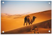WallClassics - Tuinposter – Dromedaris Alleen in Woestijn - 60x40 cm Foto op Tuinposter  (wanddecoratie voor buiten en binnen)