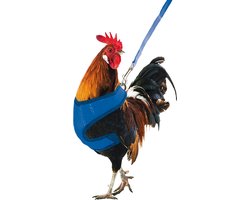 foto van Gaun Kippenharnas - Harnas voor kippen met clipsluiting – Tuigje voor de kip met riem – Kippen tuig met riem – Blauw – 114cm Lengte lijn – One size
