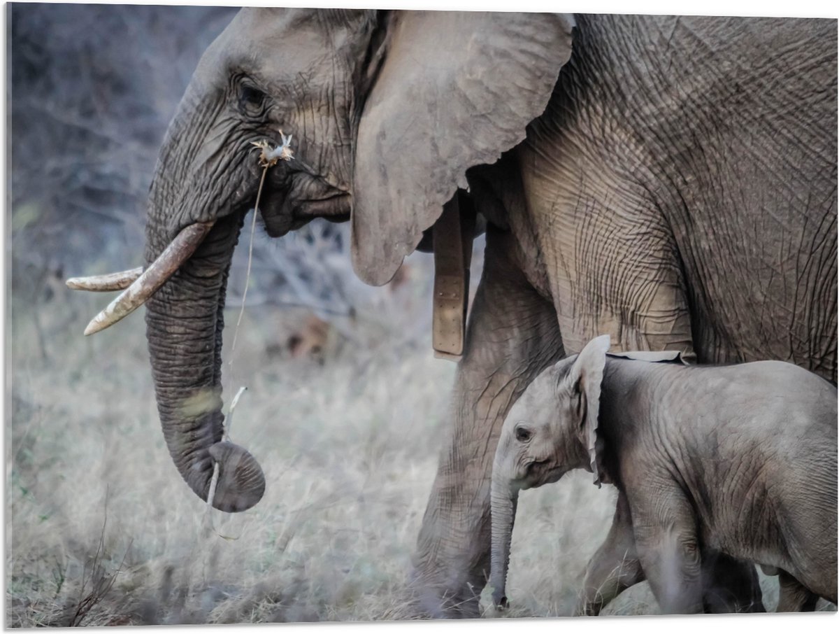 Acrylglas - Wandelende Baby Olifant met Moeder - 80x60 cm Foto op Acrylglas (Wanddecoratie op Acrylaat)