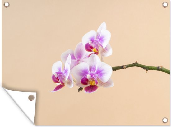 Tuinschilderij Witte en roze orchidee - 80x60 cm - Tuinposter - Tuindoek - Buitenposter