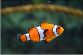 WallClassics - Poster (Mat) - Zwemmende Nemo - 105x70 cm Foto op Posterpapier met een Matte look