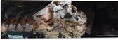 WallClassics - Dibond - Zeehonden op een Rots in het Water - 90x30 cm Foto op Aluminium (Met Ophangsysteem)