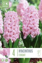 Zakje hyacintbollen - Hyacinthus 'Fondant' - Roze hyacint - 4 bollen