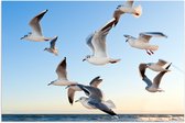 WallClassics - Poster (Mat) - Meeuwen bij de Zee - 105x70 cm Foto op Posterpapier met een Matte look