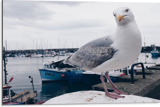 WallClassics - Dibond - Meeuw in de Haven - 75x50 cm Foto op Aluminium (Met Ophangsysteem)