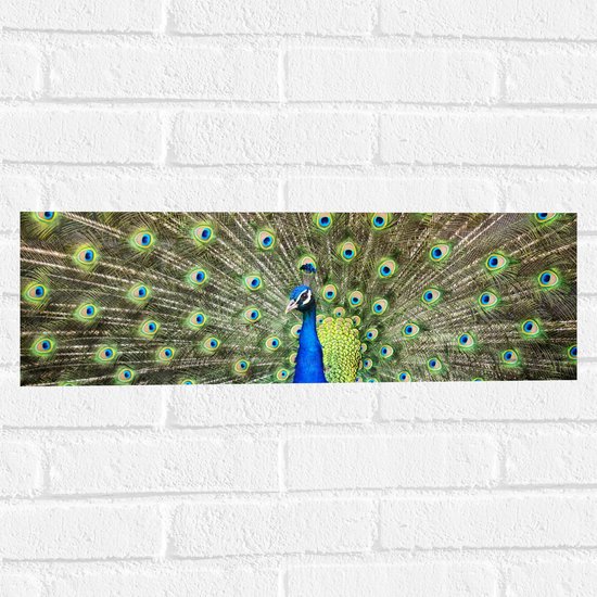 WallClassics - Muursticker - Mannetjes Pauw met Gespreide Veren - 60x20 cm Foto op Muursticker
