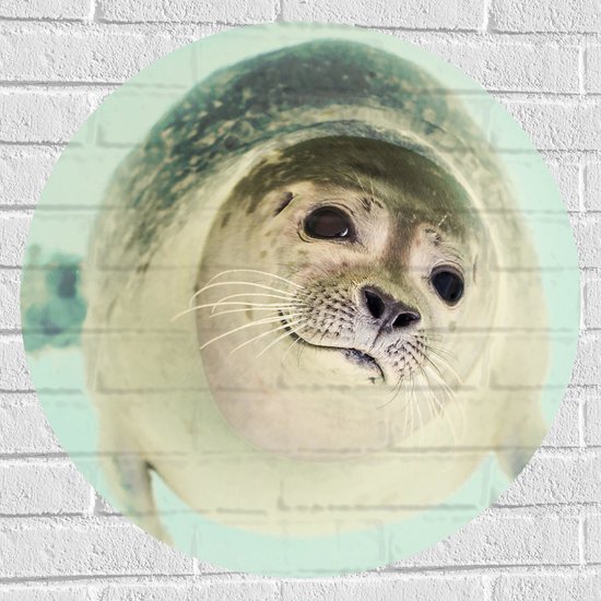 WallClassics - Muursticker Cirkel - Lieve Zeehond in het Water - 70x70 cm Foto op Muursticker