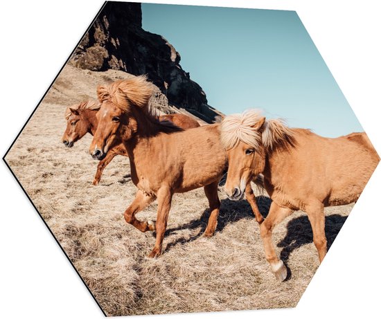 WallClassics - Dibond Hexagon - Kudde IJslanders Pony's - 80x69.6 cm Foto op Hexagon (Met Ophangsysteem)