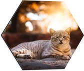 WallClassics - Dibond Hexagon - Luie Poes - 40x34.8 cm Foto op Hexagon (Met Ophangsysteem)