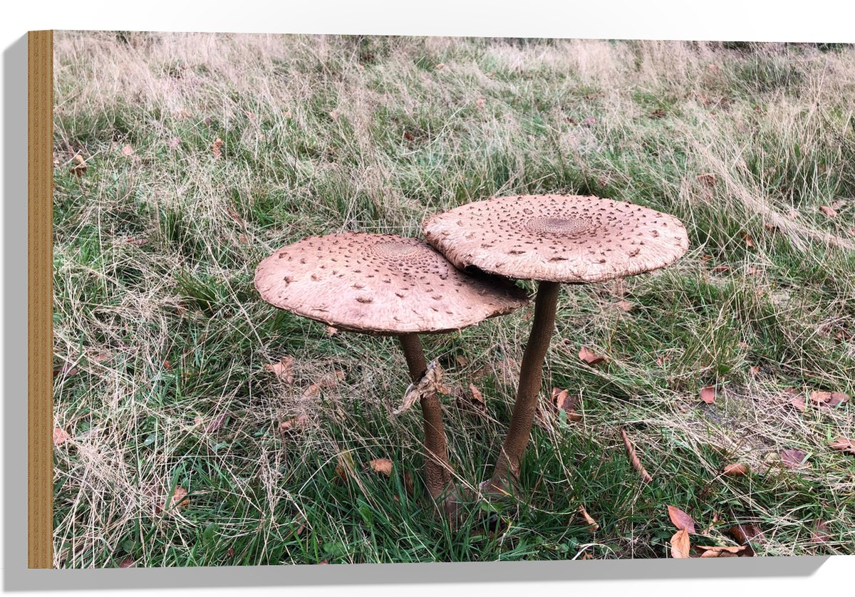 Hout - Twee Grote Parasolzwam Paddenstoelen - 60x40 cm - 12 mm dik - Foto op Hout (Met Ophangsysteem)