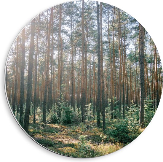 WallClassics - Cercle mural en panneau de mousse PVC - Soleil entre les Arbres de la forêt - Photo 40x40 cm sur cercle mural (avec système d'accrochage)