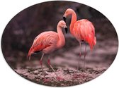 WallClassics - Dibond Ovaal - Roze Flamingos - 56x42 cm Foto op Ovaal (Met Ophangsysteem)
