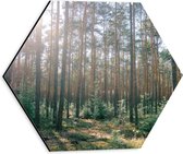 WallClassics - Dibond Hexagon - Zon tussen de Bomen in het Bos - 30x26.1 cm Foto op Hexagon (Met Ophangsysteem)