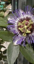 Passiflora 'Purple Haze' - PASSIEVRUCHT, PASSIEBLOEM 50 60 cm in pot