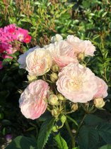 Rosa 'Bouquet Parfait' - Roos in pot