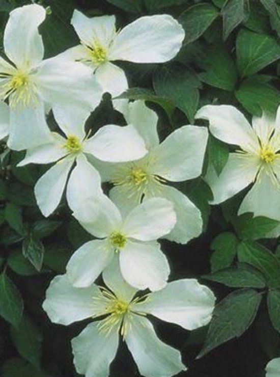 Foto: Clematis montana grandiflora bosrank 50 60 cm in pot