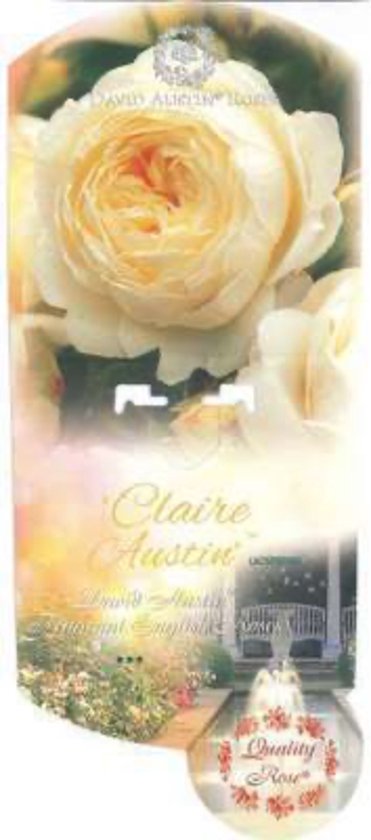 Rosier liane Banksiae Lutea | La Terre des Fées