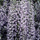 Wisteria floribunda 'Multijuga' - BLAUWE REGEN 50 60 cm in pot