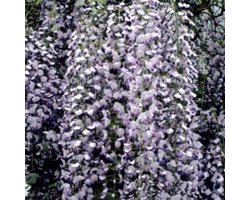Wisteria floribunda 'Multijuga' - BLAUWE REGEN 50 60 cm in pot