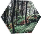 WallClassics - PVC Schuimplaat Hexagon  - Heuvel in het Bos - 40x34.8 cm Foto op Hexagon (Met Ophangsysteem)