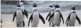 WallClassics - Acrylglas - Waggelende Pinguïns op het Strand - 120x40 cm Foto op Acrylglas (Wanddecoratie op Acrylaat)