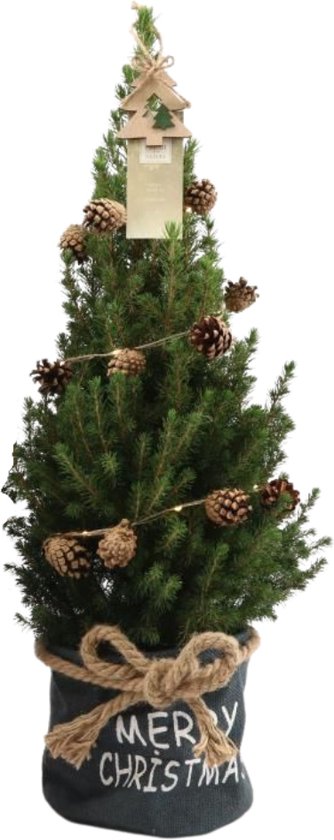 Fresh from Nature - Kleine Kerstboom in Xmas bag blauw met verlichting 'Pinecone' - echte kerstboom - ca. 70 cm hoogte - Picea glauca Conica - Kerstmis