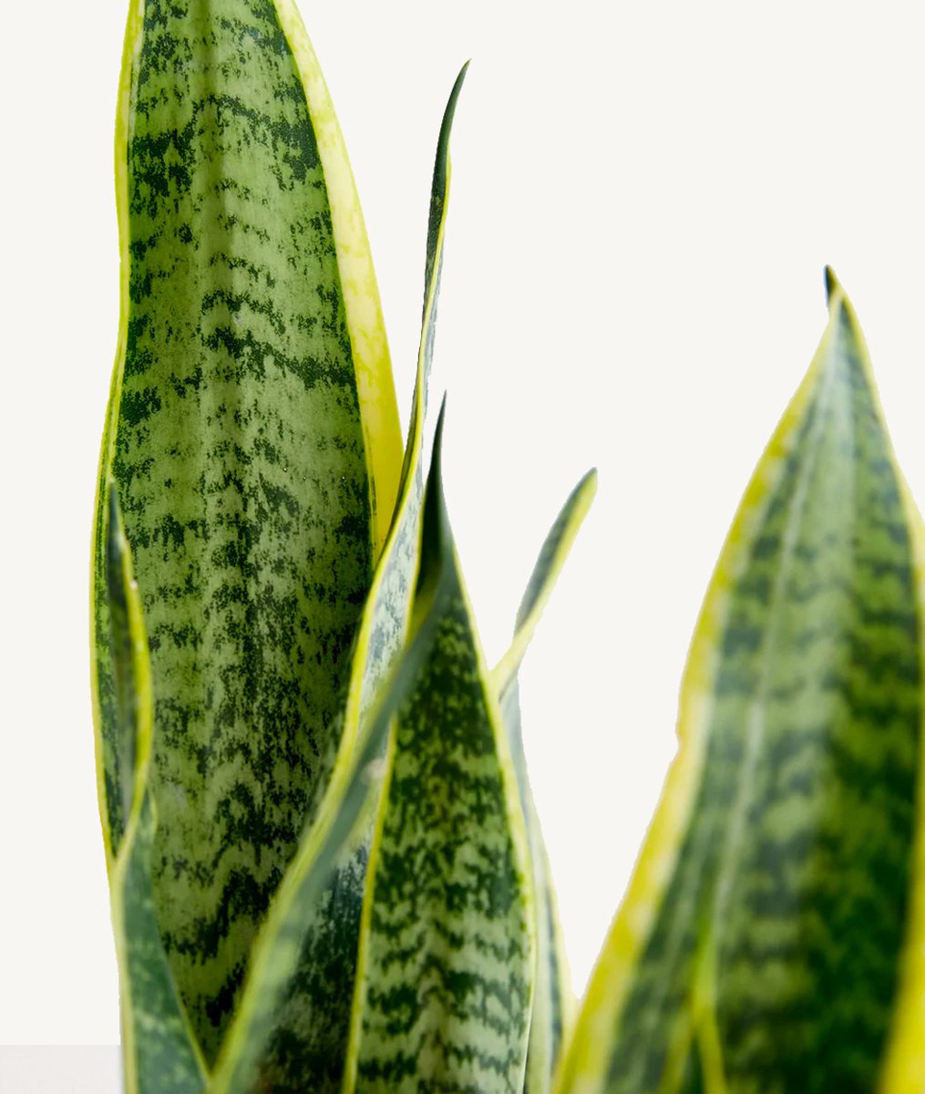 Hydroplant Sansevieria Trifasciata Laurentii