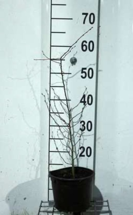 Jonge haagbeuk van 40-60 cm in pot, gemeten langs een schaalverdeling.