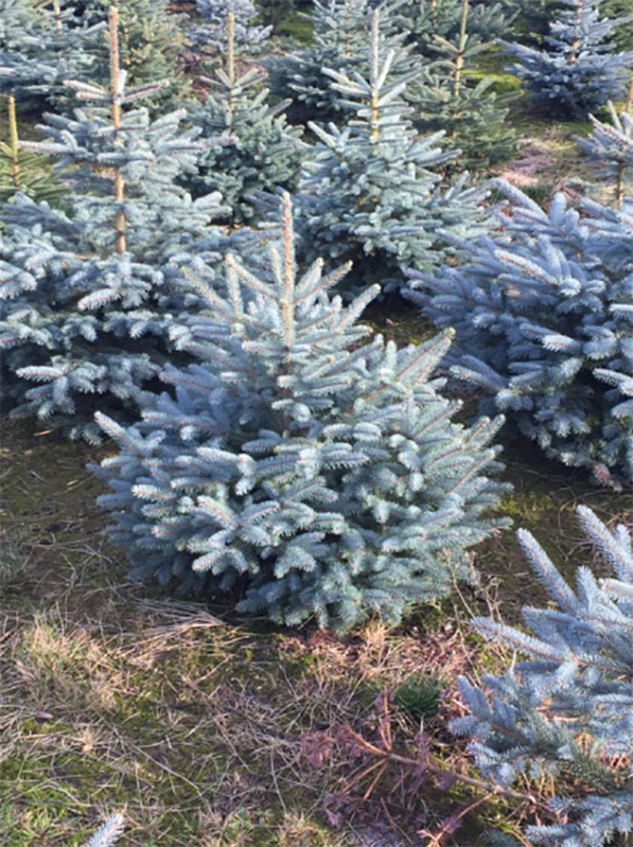 Kweek je eigen kerstboom blauwspar origineel & duurzaam cadeau