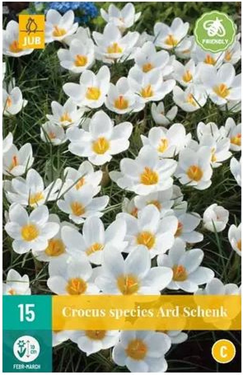 15 CROCUS ARD SCHENK 5/+