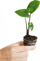 PLNTS - Alocasia Black Zebrina - Kamerplant - Kweekpot 14 cm - Hoogte 45 cm