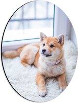 WallClassics - Dibond Ovaal - Liggende Shiba Hond  - 30x40 cm Foto op Ovaal (Met Ophangsysteem)