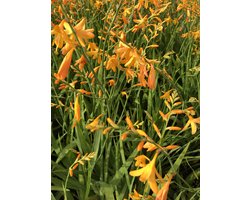 6 x Crocosmia 'George Davidson' - MONTBRETIA - pot 9 x 9 cm