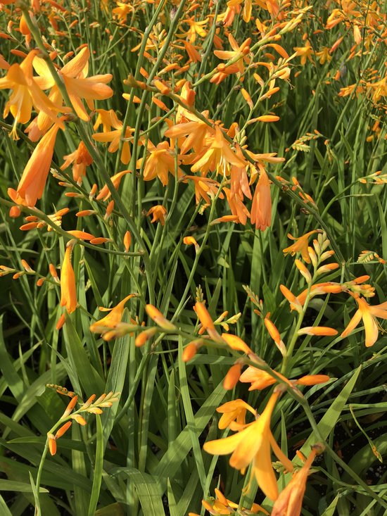 6 x Crocosmia 'George Davidson' - MONTBRETIA - pot 9 x 9 cm