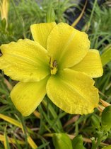 6 x Hemerocallis 'Green Flutter' - Daglelie - P9 Pot (9 x 9cm) - Dima Vaste Planten